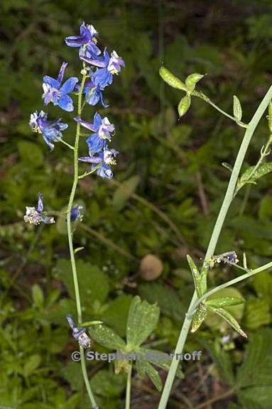 delphinium gracilentum 12 graphic